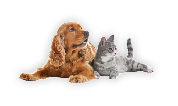 Dog Cat Popup Image