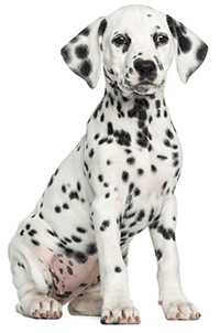 ¿Cuáles Son Las Funciones del Páncreas En Tu Perro? ¿Cuáles Son Las Funciones del Páncreas En Tu Perro?
