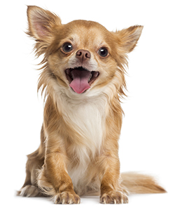 ¿Qué Son Las Vitaminas En Los Perros? ¿Qué Son Las Vitaminas En Los Perros?
