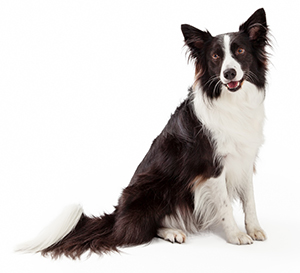 Suplementos Vitamíncos Para Perros Suplementos Vitamíncos Para Perros