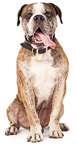 Alimentos Saludables Para Perros Alimentos Saludables Para Perros