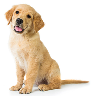 ¿Cómo Cuidar De La Piel De Tu Perro? ¿Cómo Cuidar De La Piel De Tu Perro?