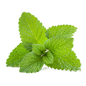 Aceite de Menta Aceite de Menta
