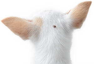 Prevención De Garrapatas En Perros Prevención De Garrapatas En Perros