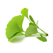 Gingko Gingko
