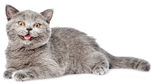 Luego, ¿Cuál Es La Mejor Manera De Librarse De Las Garrapatas En Los Gatos? Luego, ¿Cuál Es La Mejor Manera De Librarse De Las Garrapatas En Los Gatos?