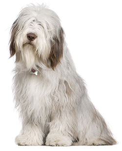 Remedios Caseros Antipulgas Para perros Remedios Caseros Antipulgas Para perros
