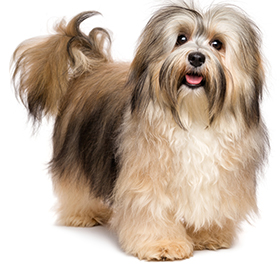 ¿Cuáles Son Los Problemas De Piel En Perros? ¿Cuáles Son Los Problemas De Piel En Perros?