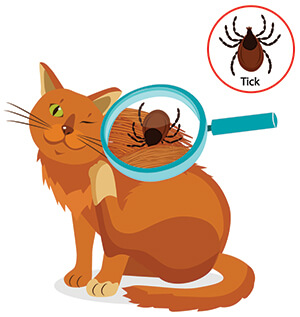 Síntomas De Garrapatas En Gatos Síntomas De Garrapatas En Gatos