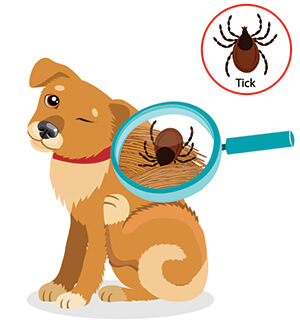 Síntomas De Garrapatas En Perros Síntomas De Garrapatas En Perros