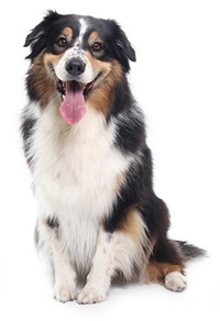 Tratamientos Anti-Garrapatas Para Perros Tratamientos Anti-Garrapatas Para Perros