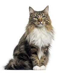 Tratamiento Antipulgas Y Garrapatas Para Gatos Tratamiento Antipulgas Y Garrapatas Para Gatos