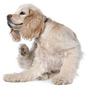 ¿Cómo Saber Si Mi Perro Tiene Pulgas? ¿Cómo Saber Si Mi Perro Tiene Pulgas?