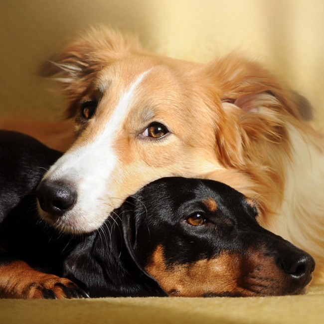 Las Diez Razas De Perro Más Tranquilas