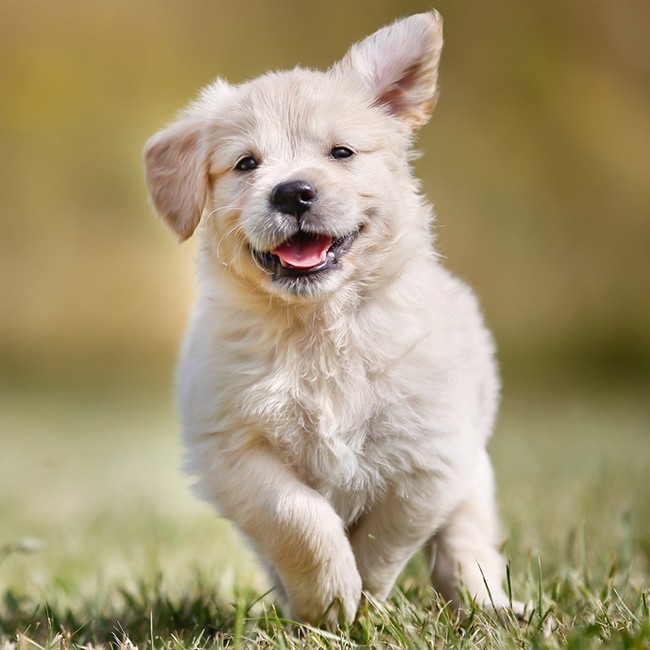 ¿Por Qué Son Las Multivitaminas Buenas Para Su Perro?