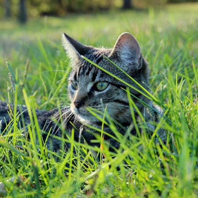 Gusanos En Gatos