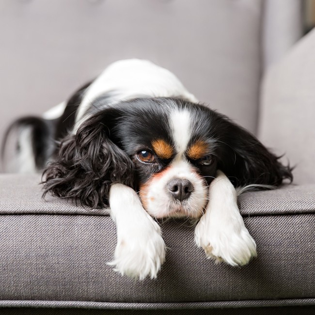 10 Problemas De Piel Más Frecuentes En Perros