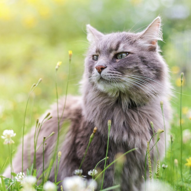 ¿A Qué Son Alérgicos Los Gatos?