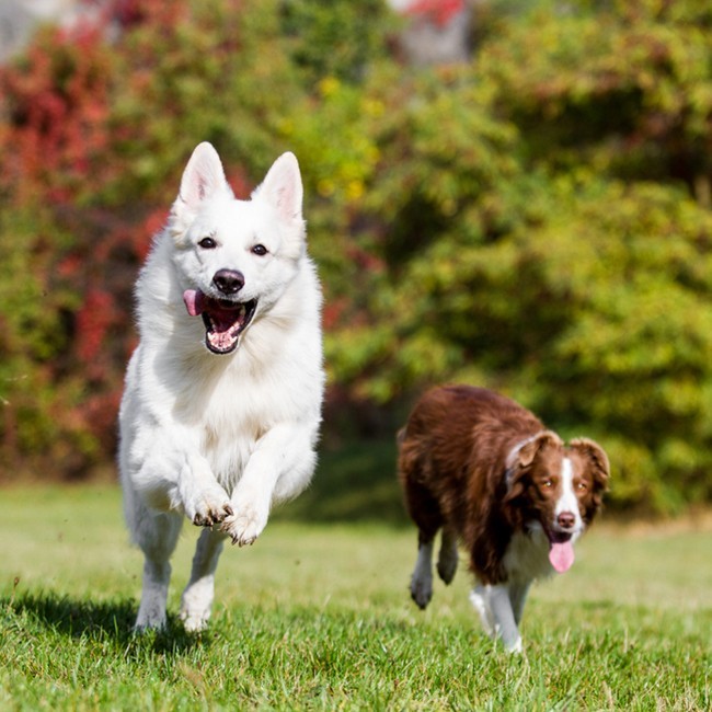 Glucosamina Para Perros ¿Por Qué Es Importante?