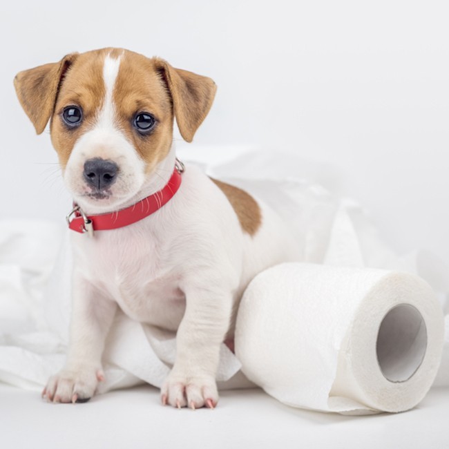 Perro Con Diarrea, ¿Qué Hacer?