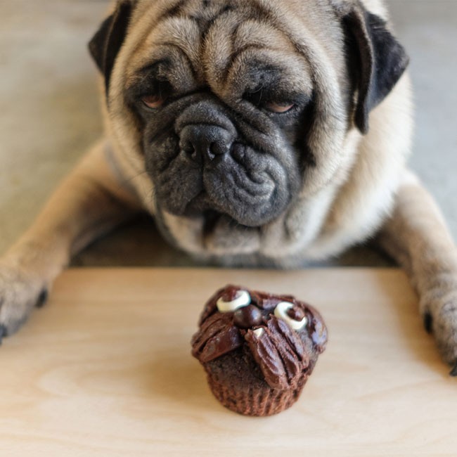 ¿Por Qué Los Perros No Pueden Tomar Chocolate?