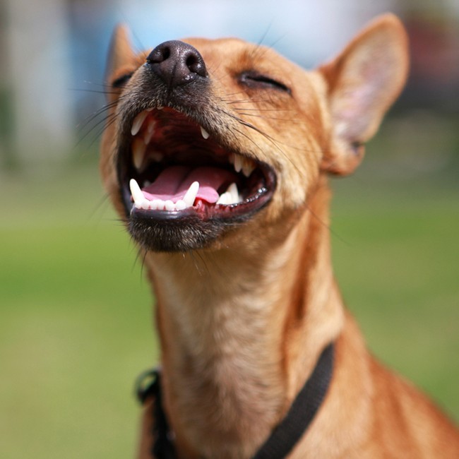¿Cómo Limpiar Los Dientes De Los Perros?