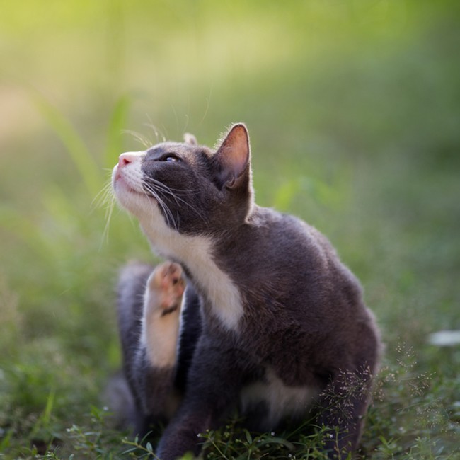 Cómo eliminar las pulgas en gatos