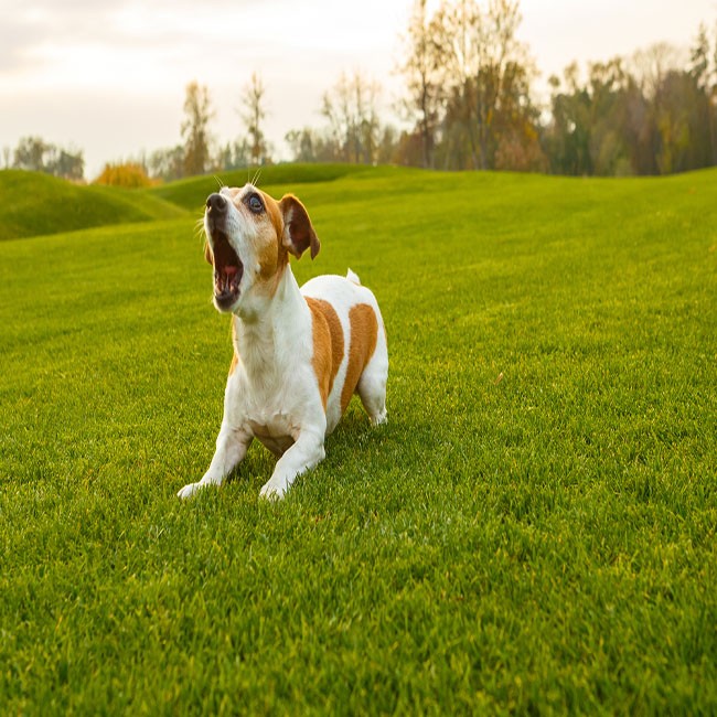 Cómo Evitar que tu Perro Ladre