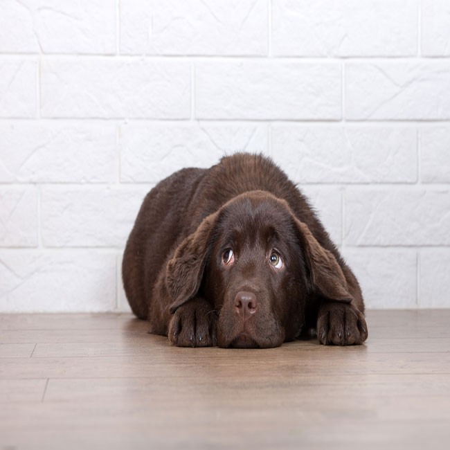 10 Señales De Que Tu Perro Podría Tener Estrés