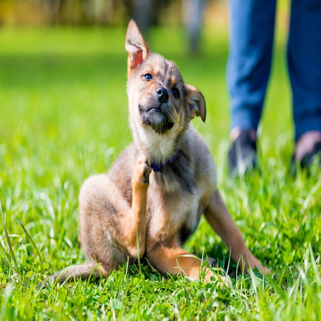 ¿Mi Perro Tiene una Reacción Alérgica?