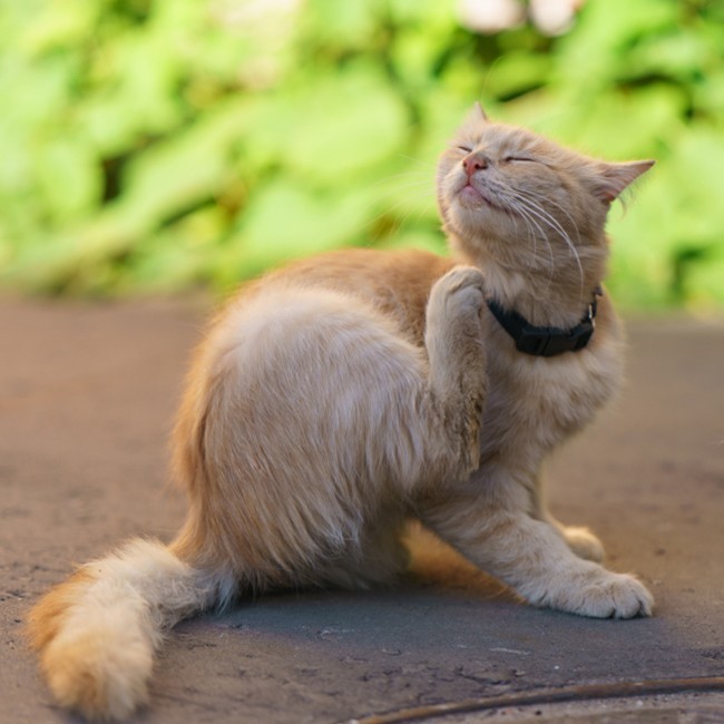Cómo Eliminar Las Garrapatas En Los Gatos