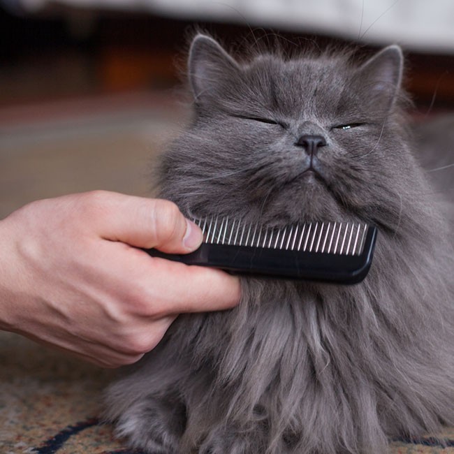 ¿Cómo acicalar a un gato?
