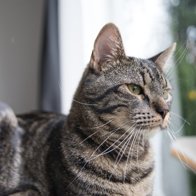 Ansiedad Por Separación En Gatos