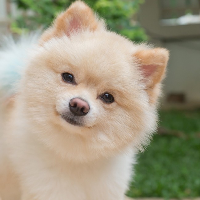 ¿Es El Aceite De Pescado Bueno Para Los Perros?