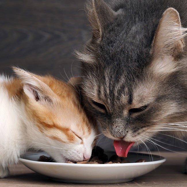Qué Pueden Y Qué No Pueden Comer Los Gatos