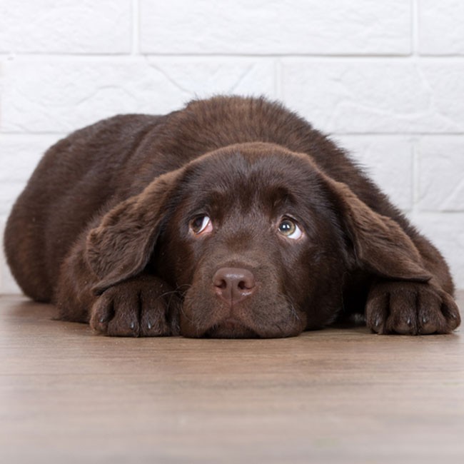 10 señales de que tu perro podría estar estresado