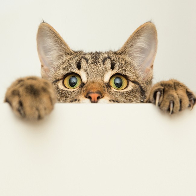 Cómo Limpiar Las Orejas De Los Gatos