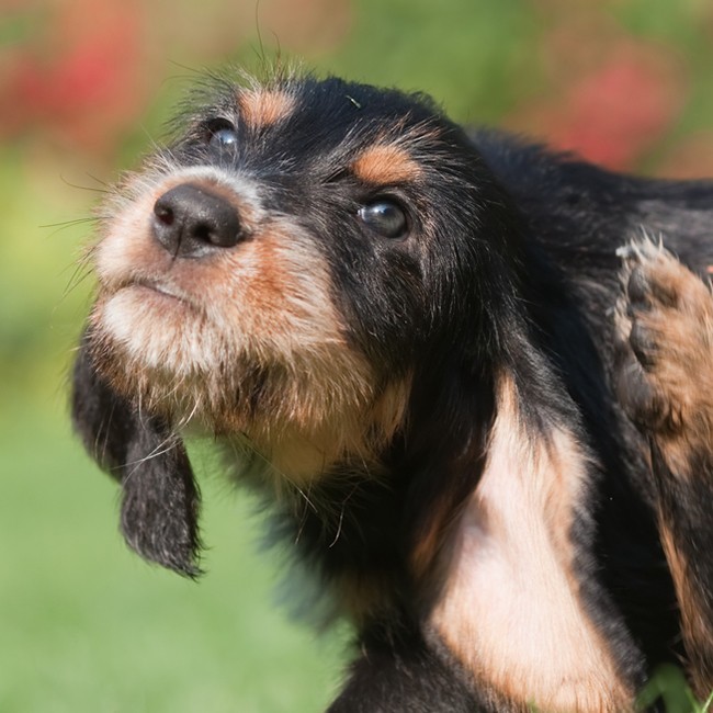 Cómo Eliminar Las Pulgas En Los Perros