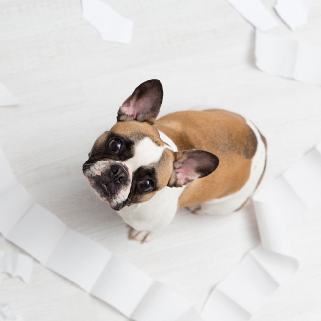 Estreñimiento En Perros, Qué Hacer