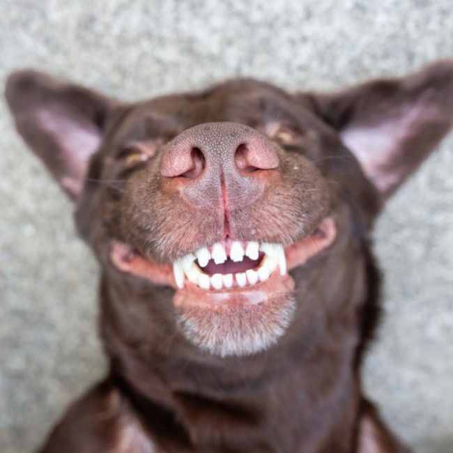 Guía para Limpiar los Dientes de tu Perro sin Tener que Cepillar