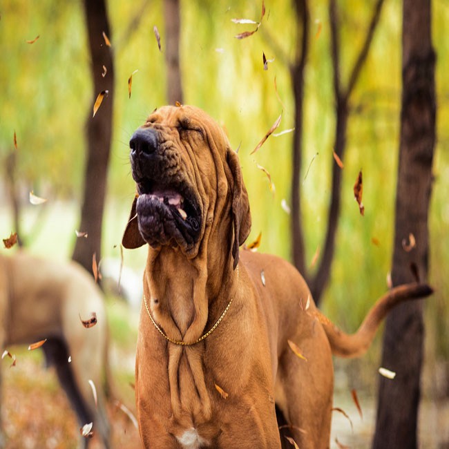 Pruebas de Alergia para Perros