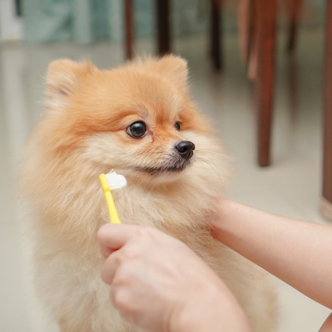 ¿Cómo Cepillar Los Dientes De Los Cachorros?