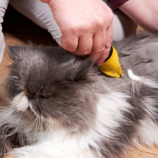 Cortes de Pelo para Gato