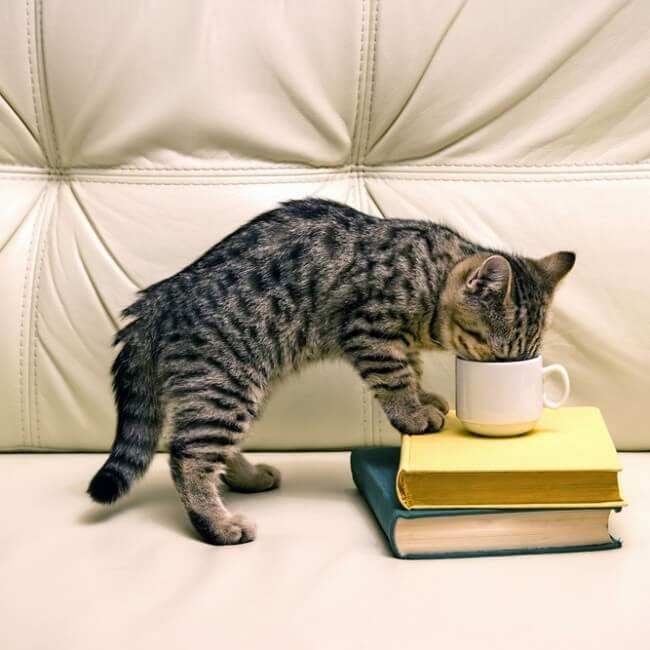 ¿Pueden Los Gatos Tomar Té Verde?