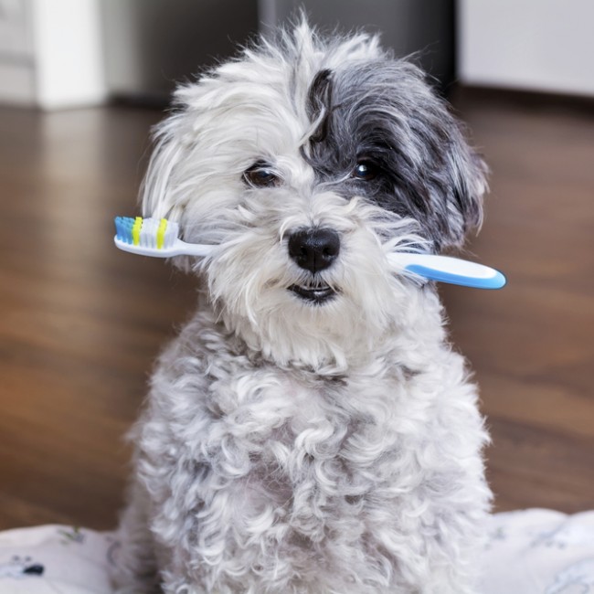 La Mejor Comida Para Perros Para Evitar Los Dientes En Mal Estado