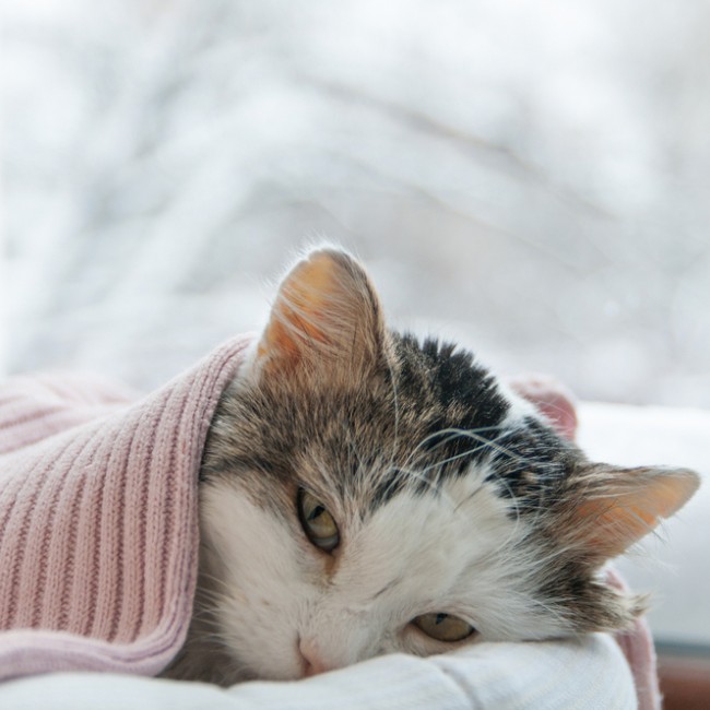 Problemas Estomacales en Gatos