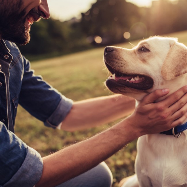 Colágeno para Perros