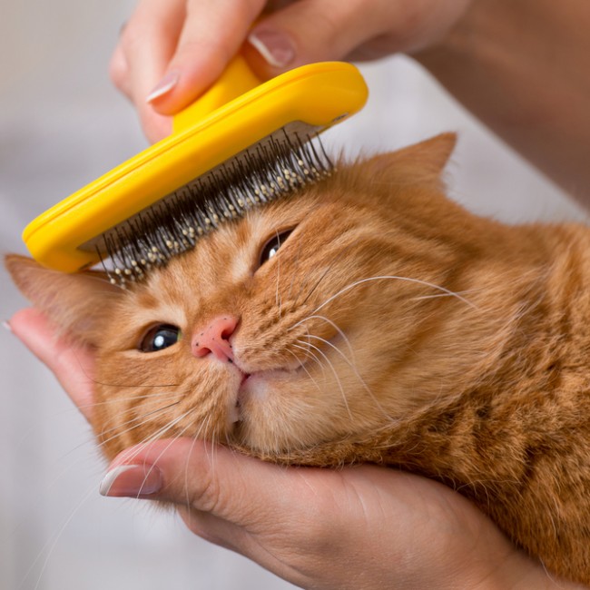 Aseo de Gatos