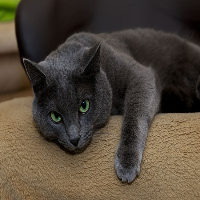 Cómo Tratar La Tenia En Los Gatos