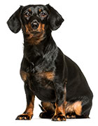 Conclusiones Sobre La Diarrea Canina Conclusiones Sobre La Diarrea Canina